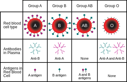 What are the blood groups? Your World Healthcare